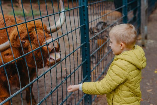 outdoor portrait of kids taking care and feeding a cow on a farm. boy in zoo feeds buffalo