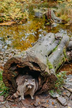 Gorgeous raccoon cute peeks out of a hollow in the bark of a large tree. Raccoon (Procyon lotor) also known as North American raccoon sitting hidden in old hollow trunk. Wildlife scene. Habitat North America, expansive in Europe, Asia.