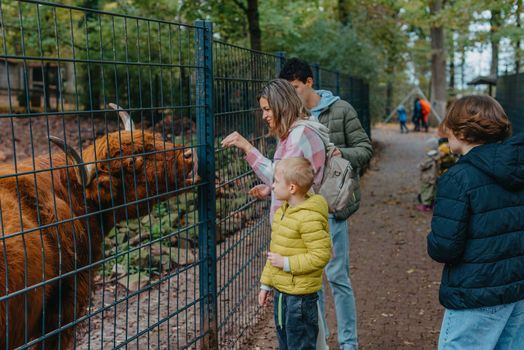 Family with child in zoo feeds buffalo. Happy family, young mother with three children, cute laughing toddler boy and a teen age girl and boy feeding buffalo during a trip to a city zoo on a hot summer day.