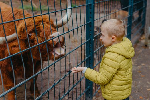 outdoor portrait of kids taking care and feeding a cow on a farm. boy in zoo feeds buffalo