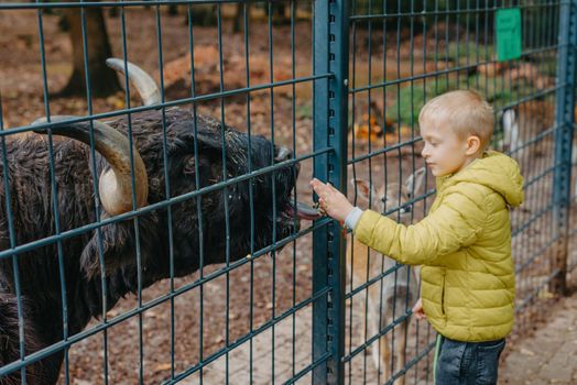 outdoor portrait of kids taking care and feeding a cow on a farm. boy in zoo feeds buffalo