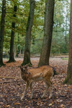 Female Red deer stag in Lush green fairytale growth concept foggy forest landscape image