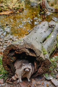 Gorgeous raccoon cute peeks out of a hollow in the bark of a large tree. Raccoon (Procyon lotor) also known as North American raccoon sitting hidden in old hollow trunk. Wildlife scene. Habitat North America, expansive in Europe, Asia.