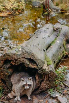 Gorgeous raccoon cute peeks out of a hollow in the bark of a large tree. Raccoon (Procyon lotor) also known as North American raccoon sitting hidden in old hollow trunk. Wildlife scene. Habitat North America, expansive in Europe, Asia.