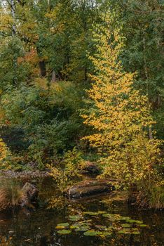 The autumn foliage of the trees is reflected in the pond. Autumn pond trees. Autumn trees reflection in water. Autumn nature landscape.