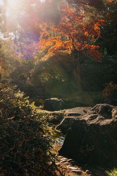 Beautiful calm scene in spring Japanese garden. Japan autumn image. Beautiful Japanese garden with a pond and red leaves. Pond in a Japanese garden.