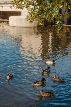 Ducks on the lake in the park. Park in the fall. Autumn trees. Wild ducks are reflected in the lake. Multi-colored bird feathers. A pond with wild ducks and drakes. A duck lake full of beautiful ducks swimming for them in city park.