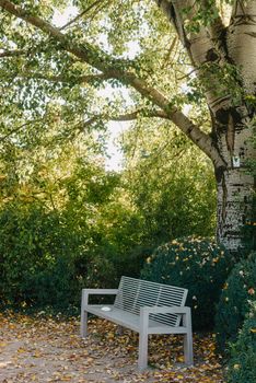 white park bench with stone wall and green leaves of the ivy in quiet environment. Old grey rustic wooden Bench in ivy leaves, a dark background from large leaves with sun lights and shadows. Bench in the park. Vertical