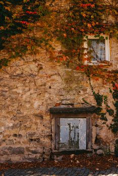 Old vintage rustic German shabby small house with colorful grapevine-covered wall. Autumn red leaves of Virginia creeper vine. Abstract Ancient overgrown house with blue wooden window and door.