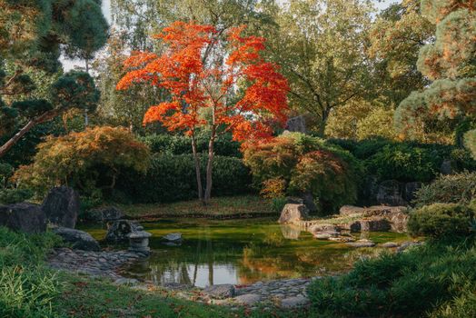 Beautiful Japanese Garden and red trees at autumn seson. A burst of fall color with pond reflections.