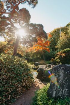 Beautiful Japanese Garden and red trees at autumn seson. A burst of fall color with pond reflections.