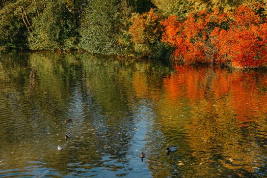 Autumn tree on the curves bank of the pond. Autumn landscape with red tree. autumn trees over water banks. Empty rusty railroad bridge over a river with forested banks at the peak of a fall foliage. A gravel riverbank path is in foreground