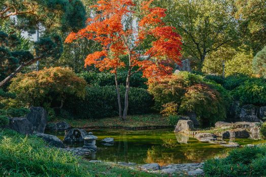 Beautiful calm scene in spring Japanese garden. Japan autumn image. Beautiful Japanese garden with a pond and red leaves. Pond in a Japanese garden.