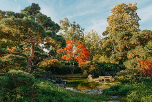 Beautiful Japanese Garden and red trees at autumn seson. A burst of fall color with pond reflections.