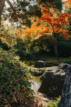 Beautiful calm scene in spring Japanese garden. Japan autumn image. Beautiful Japanese garden with a pond and red leaves. Pond in a Japanese garden.