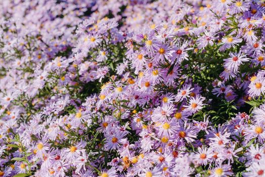 Lilac flowers close up. Bouquet of purple flowers. City flower beds, a beautiful and well-groomed garden with flowering bushes.