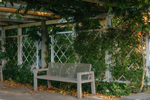 white park bench with stone wall and green leaves of the ivy in quiet environment. Old grey rustic wooden Bench in ivy leaves, a dark background from large leaves with sun lights and shadows. Bench in the park. Vertical