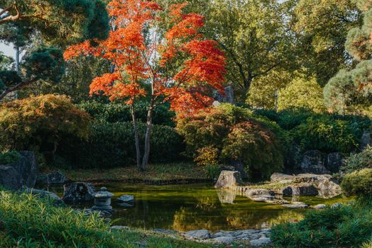 Beautiful calm scene in spring Japanese garden. Japan autumn image. Beautiful Japanese garden with a pond and red leaves. Pond in a Japanese garden.