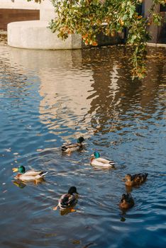 Ducks on the lake in the park. Park in the fall. Autumn trees. Wild ducks are reflected in the lake. Multi-colored bird feathers. A pond with wild ducks and drakes. A duck lake full of beautiful ducks swimming for them in city park.