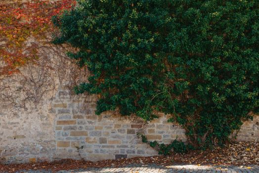 Green vegetation on an old brick wall. Ivy beautiful shape. grungy brick wall overgrown by ivy warm tint. Brick wall with beautiful green ivy foliage on the side