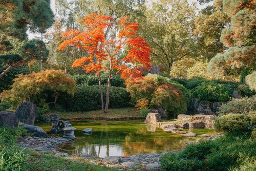 Beautiful Japanese Garden and red trees at autumn seson. A burst of fall color with pond reflections.