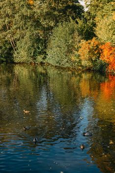 Autumn tree on the curves bank of the pond. Autumn landscape with red tree. autumn trees over water banks. Empty rusty railroad bridge over a river with forested banks at the peak of a fall foliage. A gravel riverbank path is in foreground