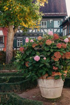 House with nice garden in fall. Flowers in the Park. Bietigheim-Bissingen. Germany, Europe. Autumn Park and house, nobody, bush and grenery