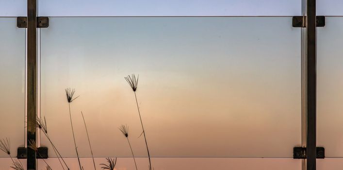 Pampas grass plumes grows on the floor outside of glass balcony with sky background. Space for text, No focus, specifically.