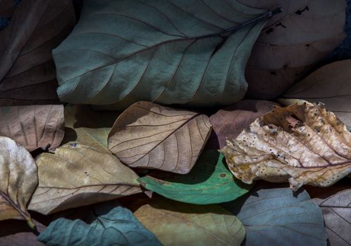 Background for many dried leaves. Textures with dry leaf, Copy space, Selective focus.