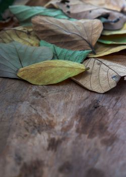 Dried leaves frame on rustic old wooden background. Textures of many dry leaf, Copy space, Selective focus.