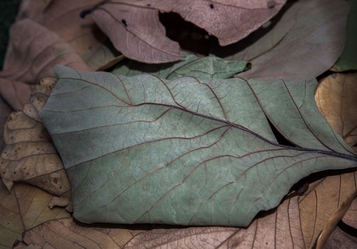 Background for many dried leaves. Textures with dry leaf, Copy space, Selective focus.