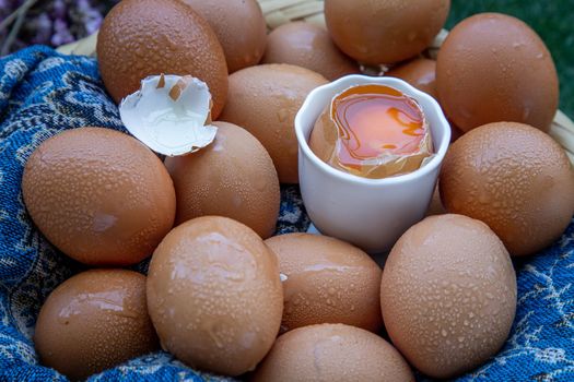 Hen / Close-up of Fresh chicken eggs on basket. Nutrition concept, Selective focus.