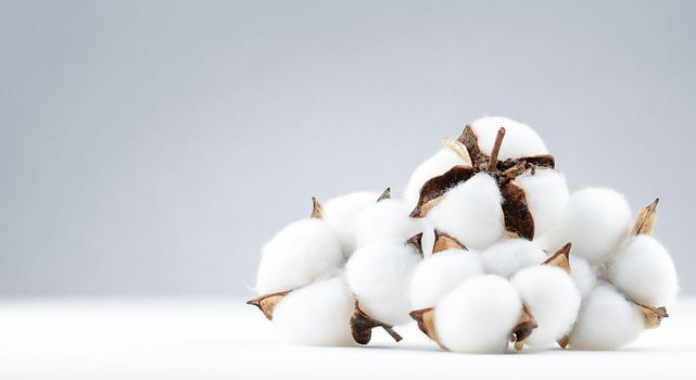 cotton flower plant bud Gossypium white natural fluffy on white grey background