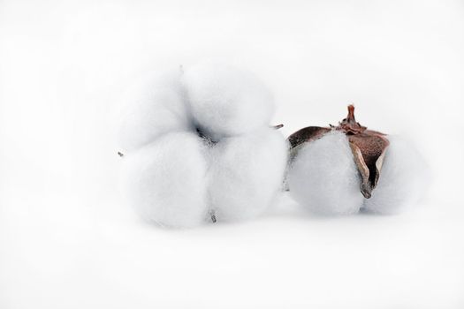 cotton flower plant on light background