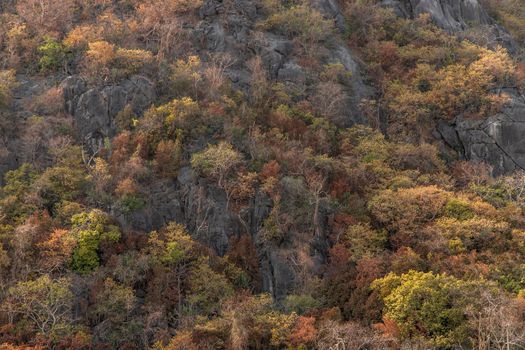 Trees forest on the mountain slope in a nature. Colorful trees forest for background. No focus, specifically.