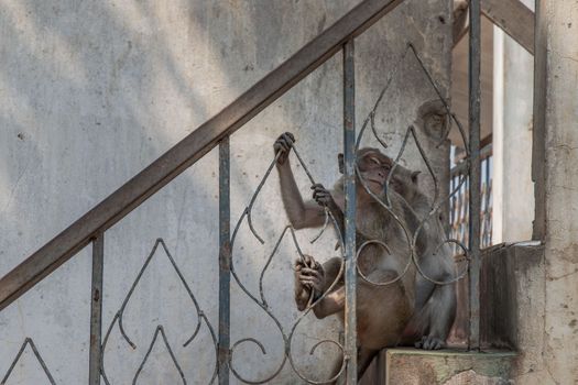 A monkey on an old iron railing. No focus, specifically
