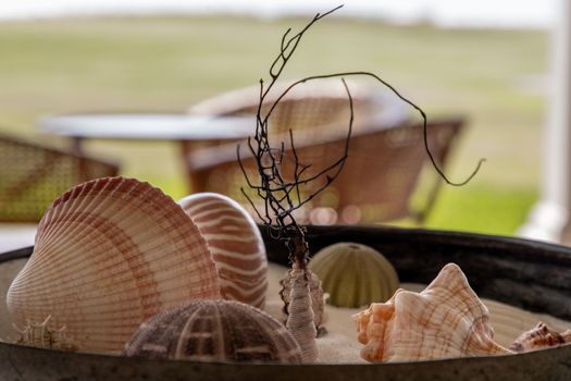 Beautiful of Seashell on sand background. Sea shells, Selective focus.