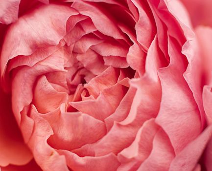 rose red peony bud petals closeup macro
