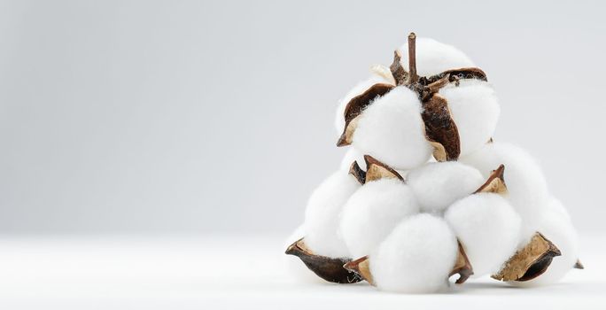 cotton flower plant bud Gossypium white natural fluffy on white grey background