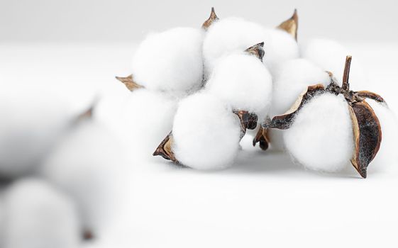 cotton flower plant bud Gossypium white natural fluffy on white grey background