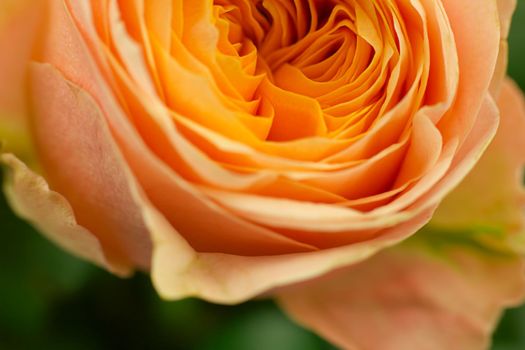 orange rose's bud background macro view petals close-up