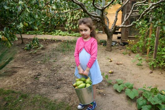 Beautiful Caucasian little child girl in summer dress, carrying a metal bucket with freshly harvested ripe pears and looking at camera, standing in eco field during autumn harvest season