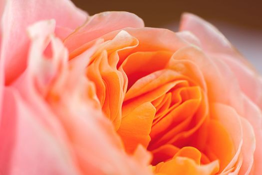 orange rose's bud background macro view petals close-up