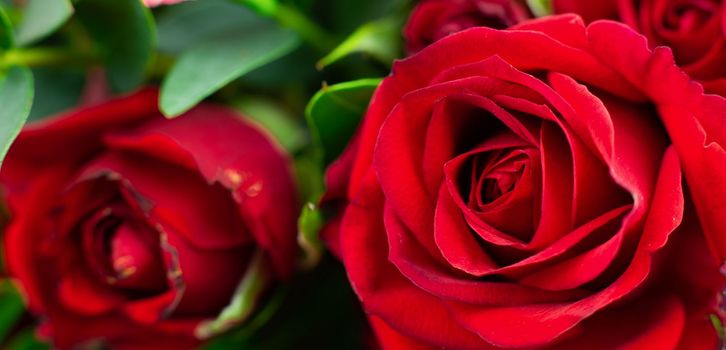 close up red rose macro background. High quality photo