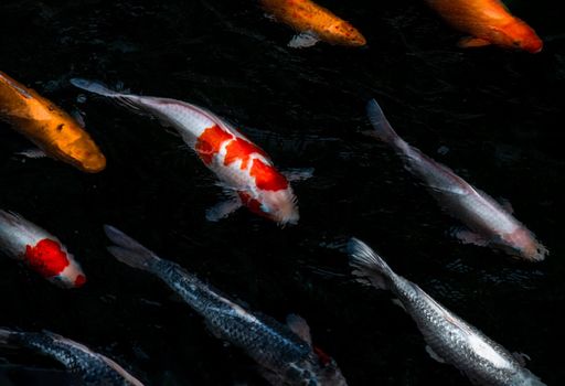 Detail of colorful Koi Fishs or Koi Carp swimming inside the fish pond at sunny day, Japanese fish species, Many colorful patterns, No focus, specifically.
