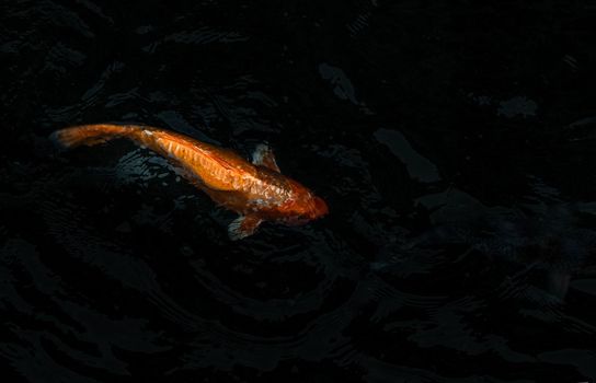 Koi Fish or Koi Carp swimming inside the fish pond background, Japanese fish species, Many colorful patterns, Selective focus.