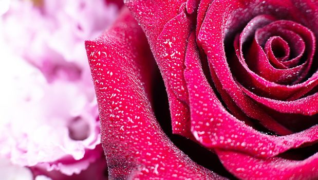 close up red rose macro background. High quality photo