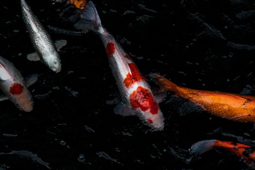 Detail of colorful Koi Fishs or Koi Carp swimming inside the fish pond at sunny day, Japanese fish species, Many colorful patterns, Focus and blur.