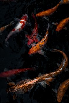 Detail of colorful Koi Fishs or Koi Carp swimming inside the fish pond at sunny day, Japanese fish species, Many colorful patterns, Focus and blur.