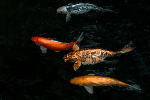 Detail of colorful Koi Fishs or Koi Carp swimming inside the fish pond at sunny day, Japanese fish species, Many colorful patterns, No focus, specifically.